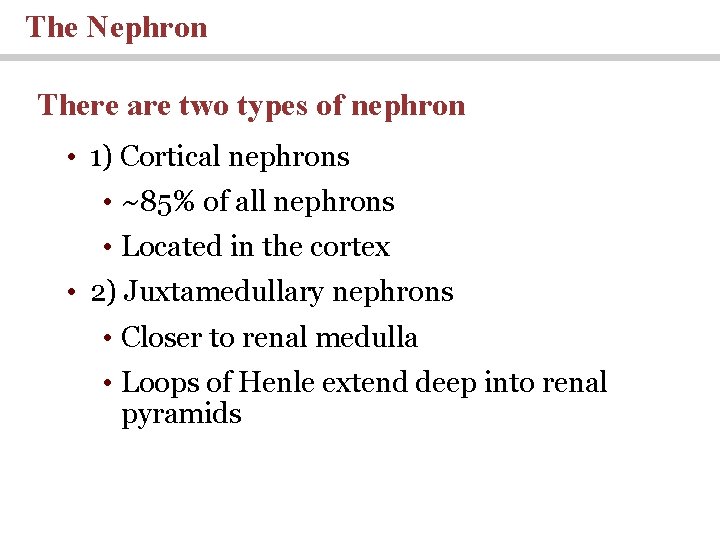 The Nephron There are two types of nephron • 1) Cortical nephrons • ~85%