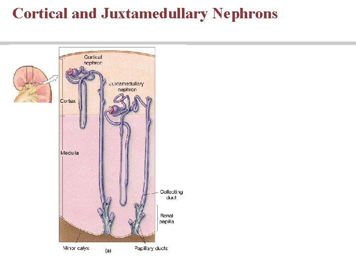 Cortical and Juxtamedullary Nephrons 