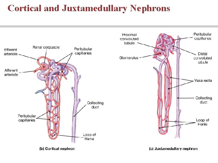 Cortical and Juxtamedullary Nephrons 