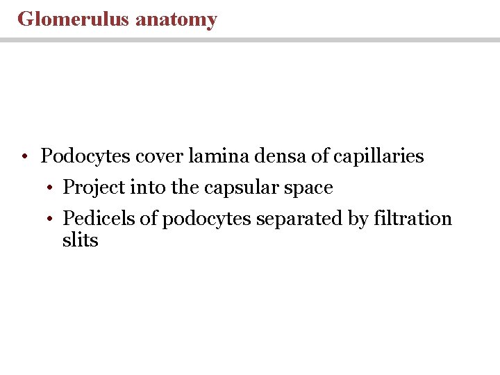 Glomerulus anatomy • Podocytes cover lamina densa of capillaries • Project into the capsular