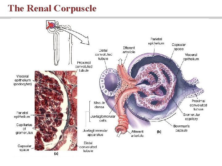 The Renal Corpuscle 