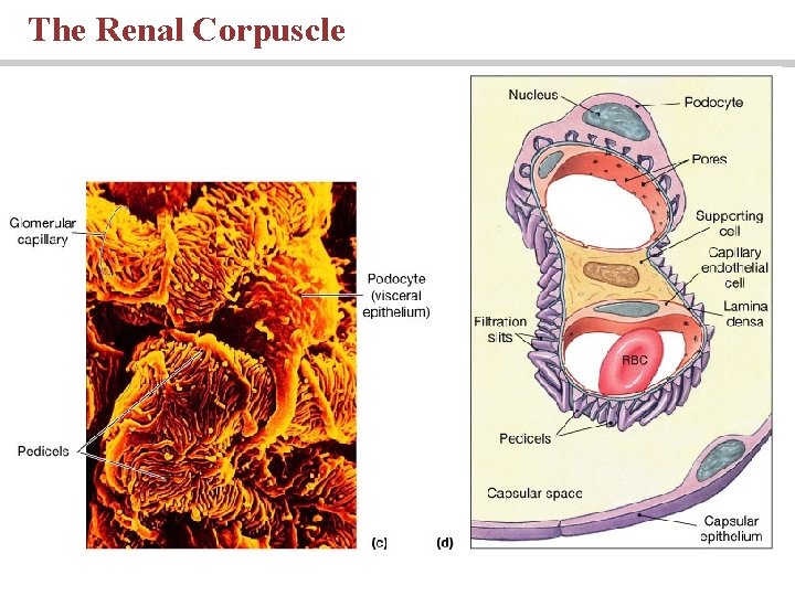 The Renal Corpuscle 