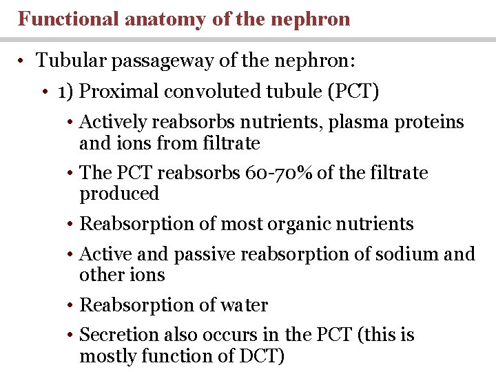 Functional anatomy of the nephron • Tubular passageway of the nephron: • 1) Proximal