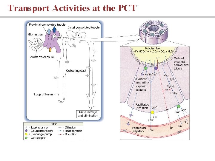 Transport Activities at the PCT 