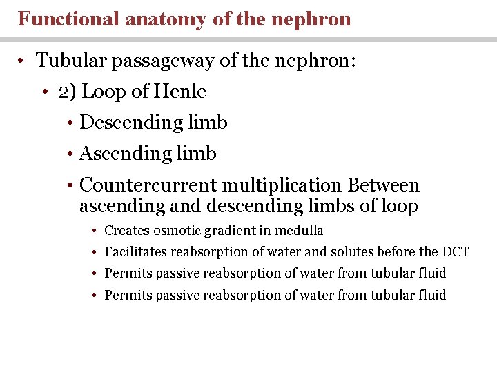 Functional anatomy of the nephron • Tubular passageway of the nephron: • 2) Loop