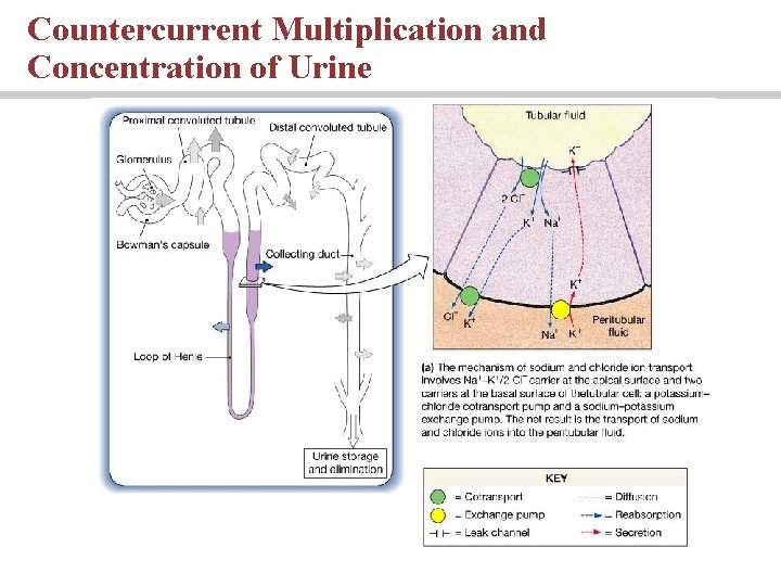 Countercurrent Multiplication and Concentration of Urine 