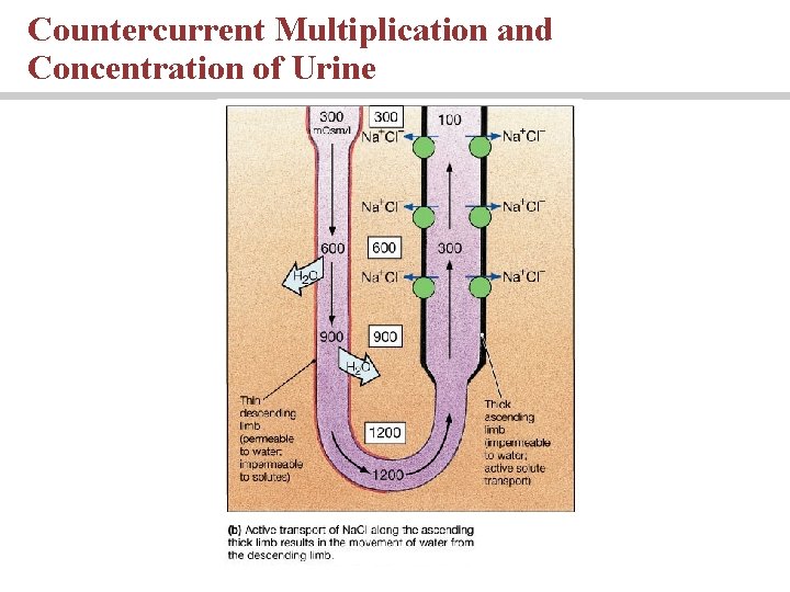 Countercurrent Multiplication and Concentration of Urine 