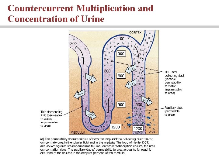 Countercurrent Multiplication and Concentration of Urine 