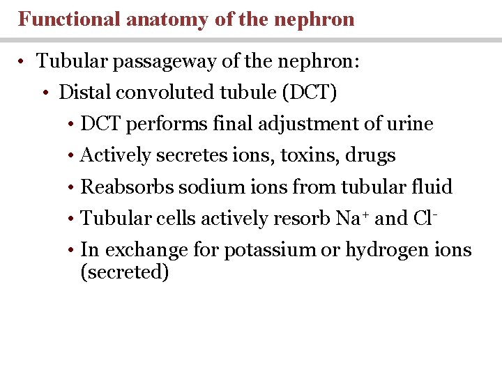 Functional anatomy of the nephron • Tubular passageway of the nephron: • Distal convoluted