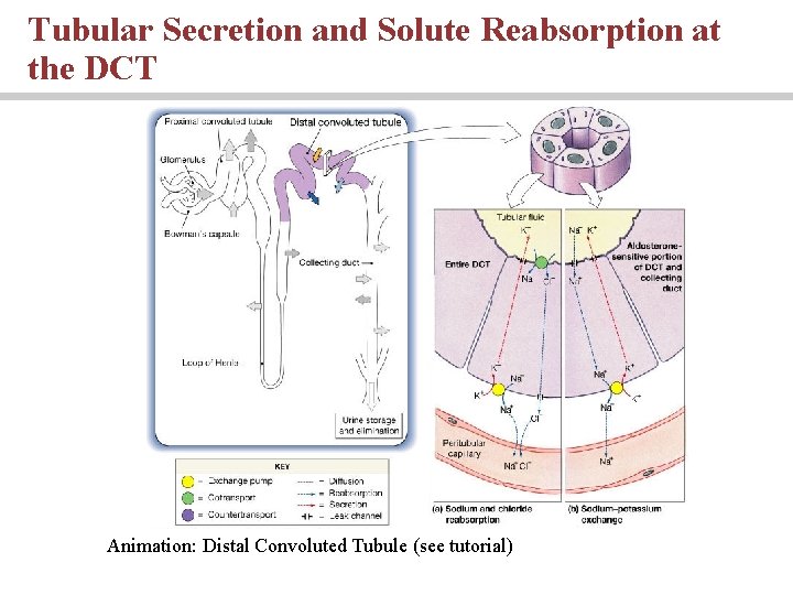 Tubular Secretion and Solute Reabsorption at the DCT Animation: Distal Convoluted Tubule (see tutorial)