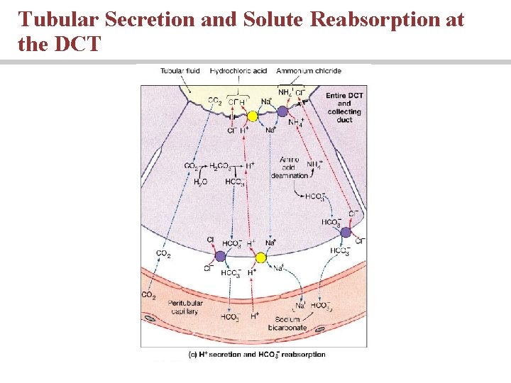 Tubular Secretion and Solute Reabsorption at the DCT 