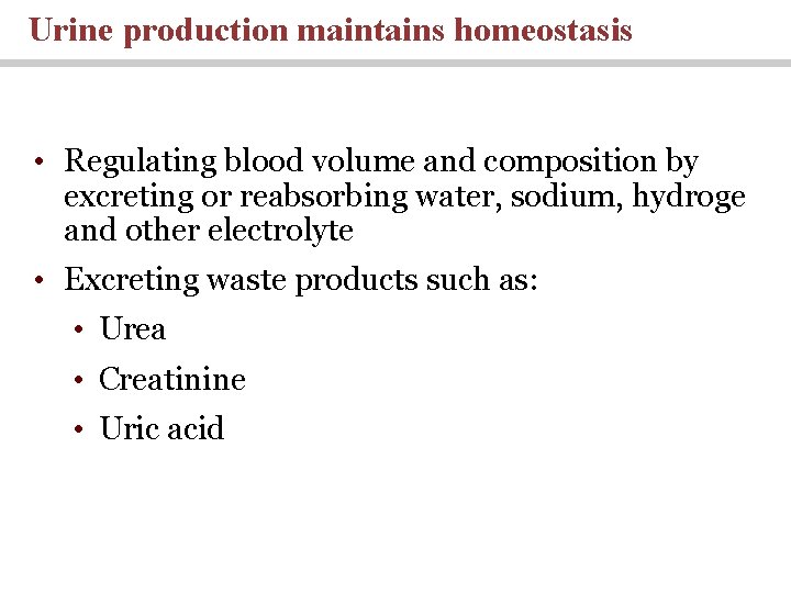 Urine production maintains homeostasis • Regulating blood volume and composition by excreting or reabsorbing