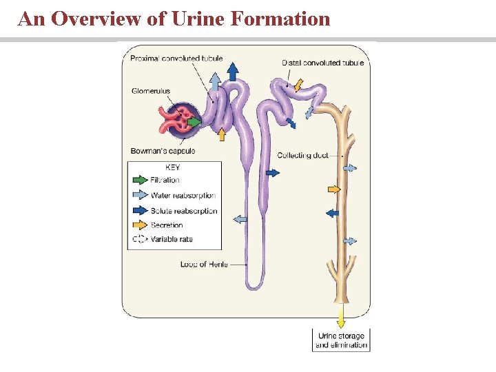 An Overview of Urine Formation 