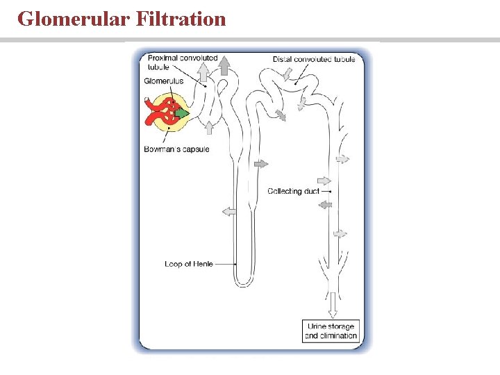 Glomerular Filtration 