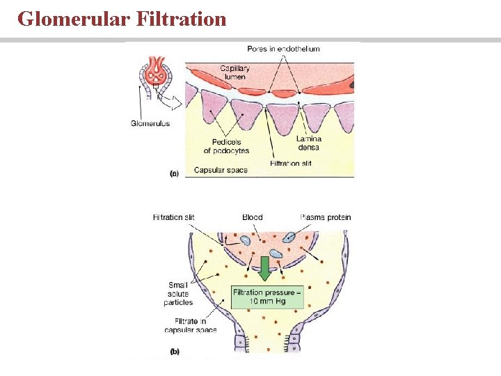 Glomerular Filtration Glomerular Filtration