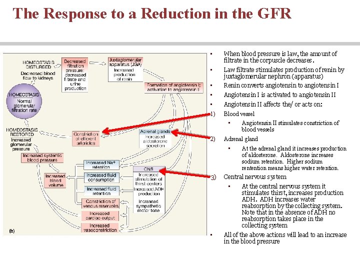 The Response to a Reduction in the GFR • When blood pressure is law, The Response to a Reduction in the GFR • When blood pressure is law,