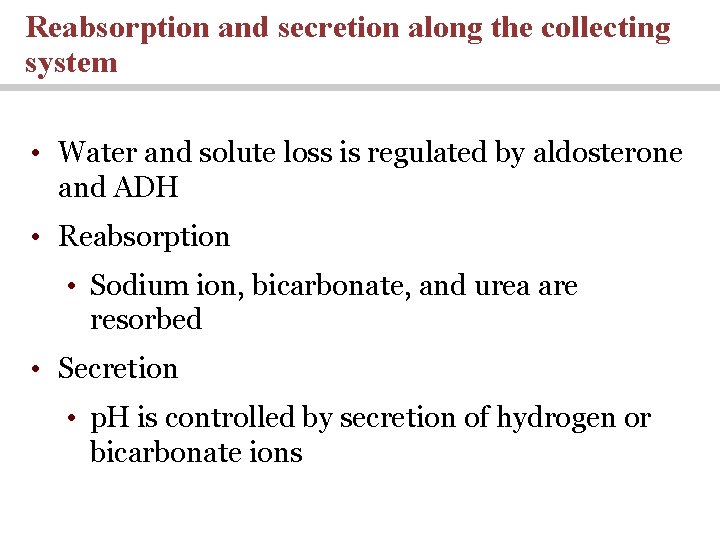 Reabsorption and secretion along the collecting system • Water and solute loss is regulated