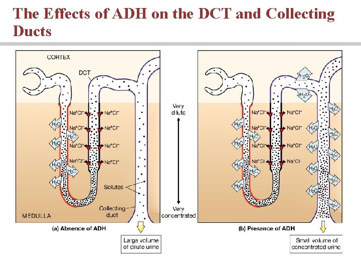The Effects of ADH on the DCT and Collecting Ducts 