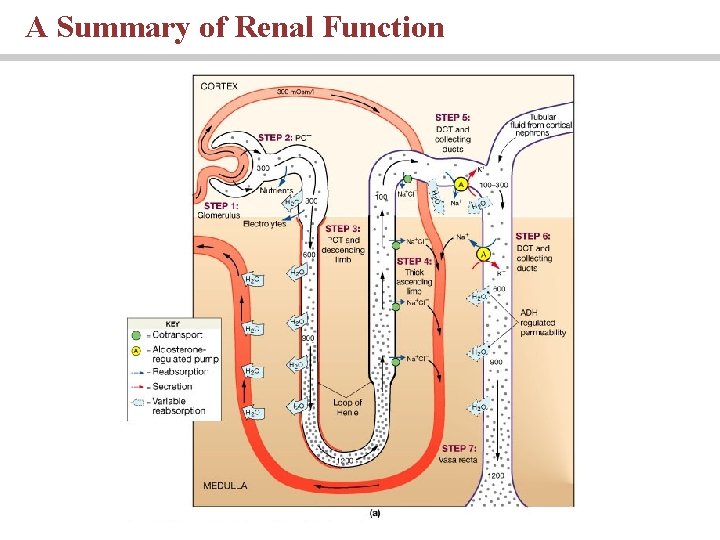 A Summary of Renal Function 