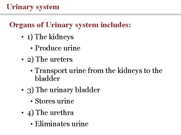 Urinary system Organs of Urinary system includes: • 1) The kidneys • Produce urine