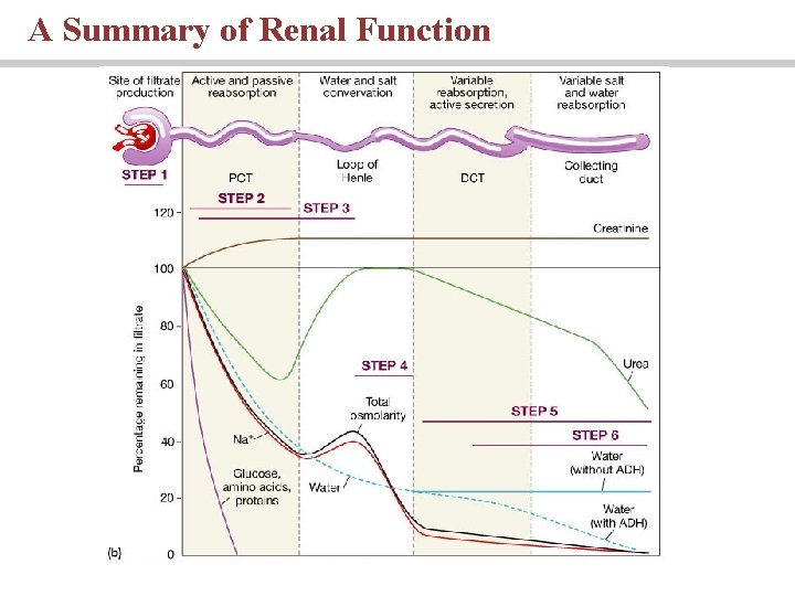 A Summary of Renal Function A Summary of Renal Function