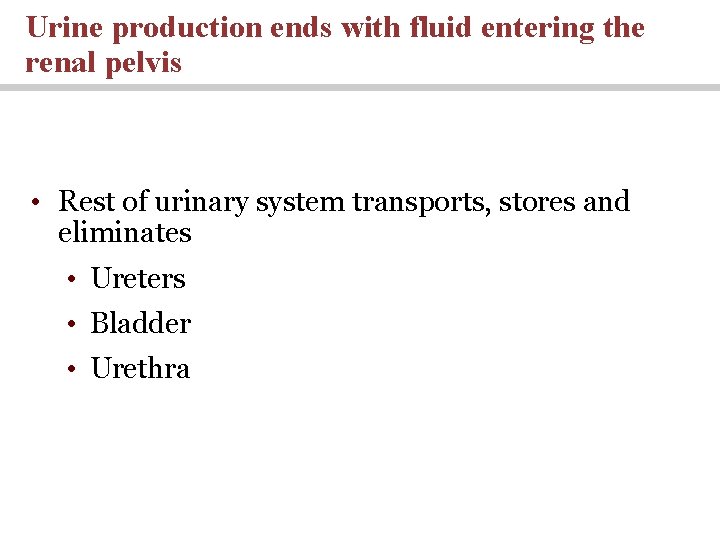 Urine production ends with fluid entering the renal pelvis • Rest of urinary system