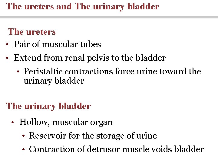 The ureters and The urinary bladder The ureters • Pair of muscular tubes •