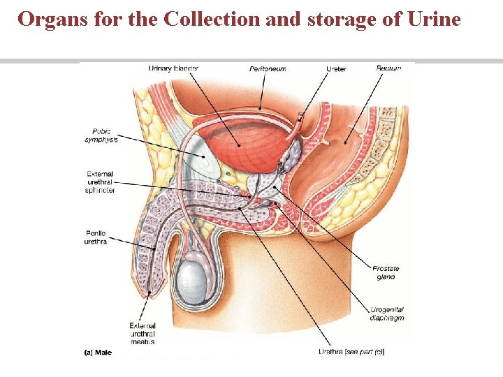 Organs for the Collection and storage of Urine 