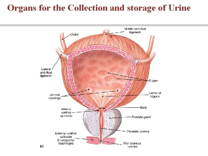 Organs for the Collection and storage of Urine 