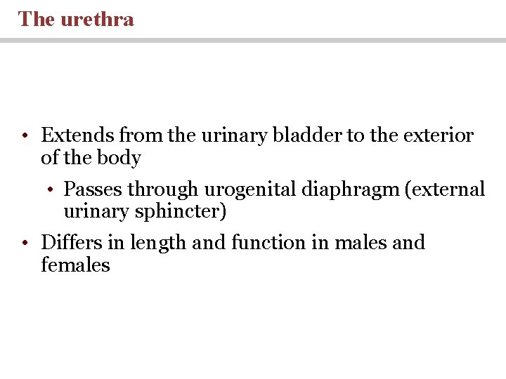 The urethra • Extends from the urinary bladder to the exterior of the body