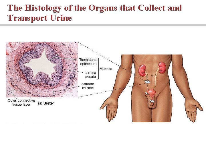 The Histology of the Organs that Collect and Transport Urine 