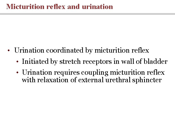Micturition reflex and urination • Urination coordinated by micturition reflex • Initiated by stretch