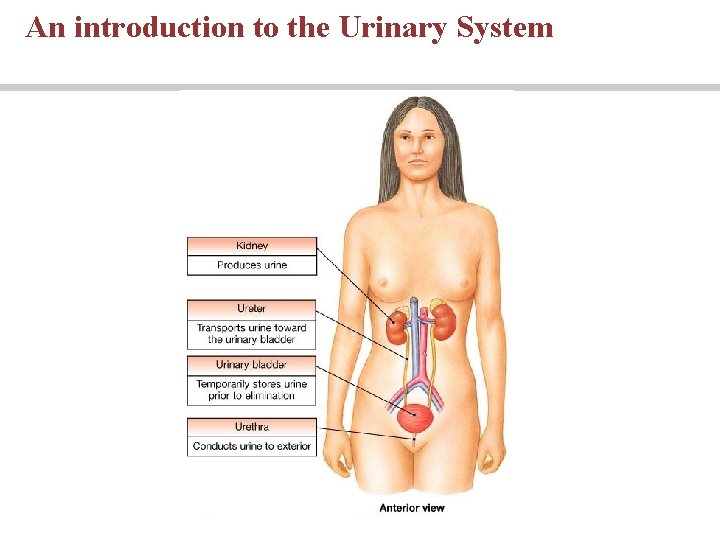 An introduction to the Urinary System 