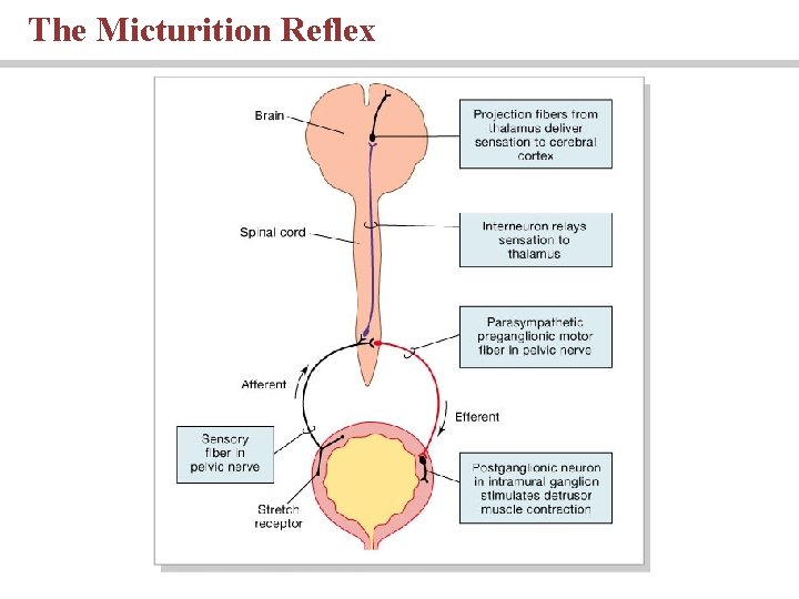 The Micturition Reflex 