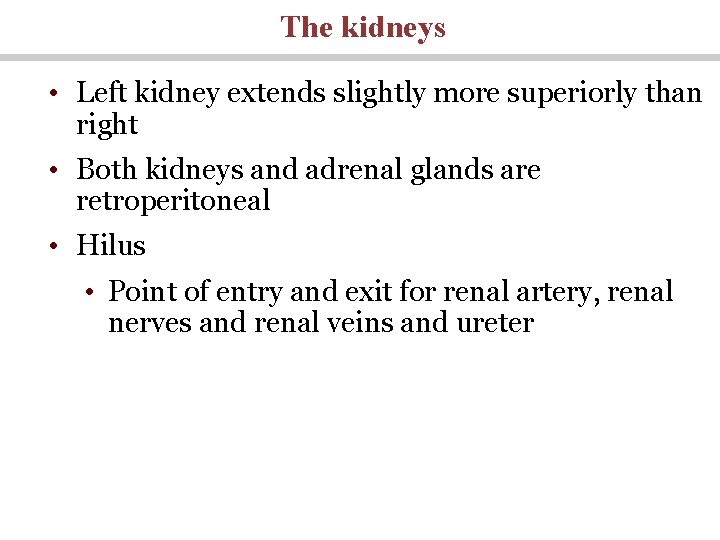 The kidneys • Left kidney extends slightly more superiorly than right • Both kidneys