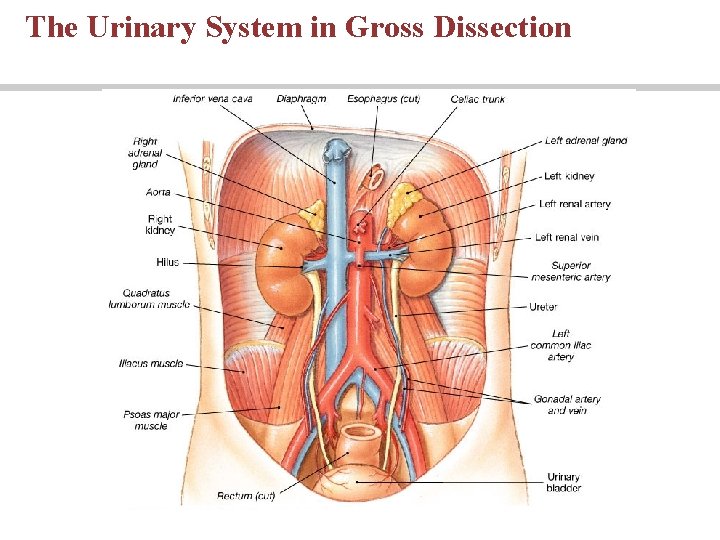 The Urinary System in Gross Dissection 