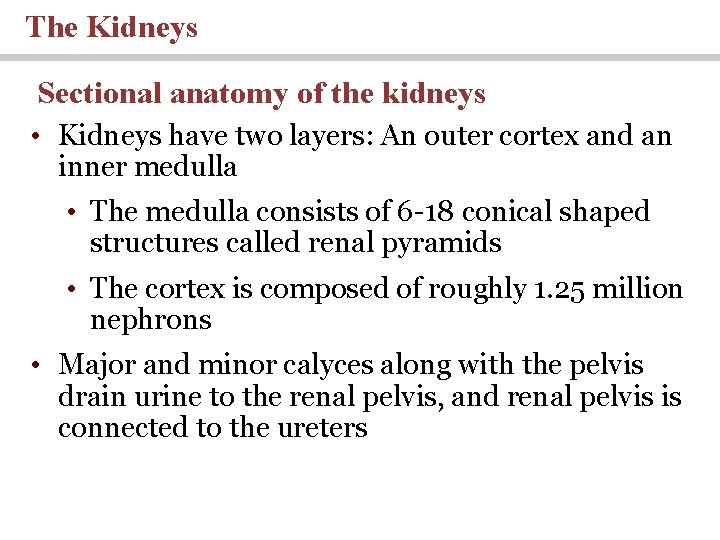 The Kidneys Sectional anatomy of the kidneys • Kidneys have two layers: An outer The Kidneys Sectional anatomy of the kidneys • Kidneys have two layers: An outer