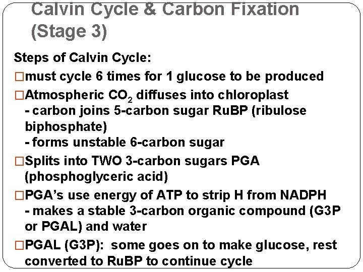 Calvin Cycle & Carbon Fixation (Stage 3) Steps of Calvin Cycle: �must cycle 6