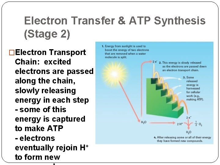 Electron Transfer & ATP Synthesis (Stage 2) �Electron Transport Chain: excited electrons are passed