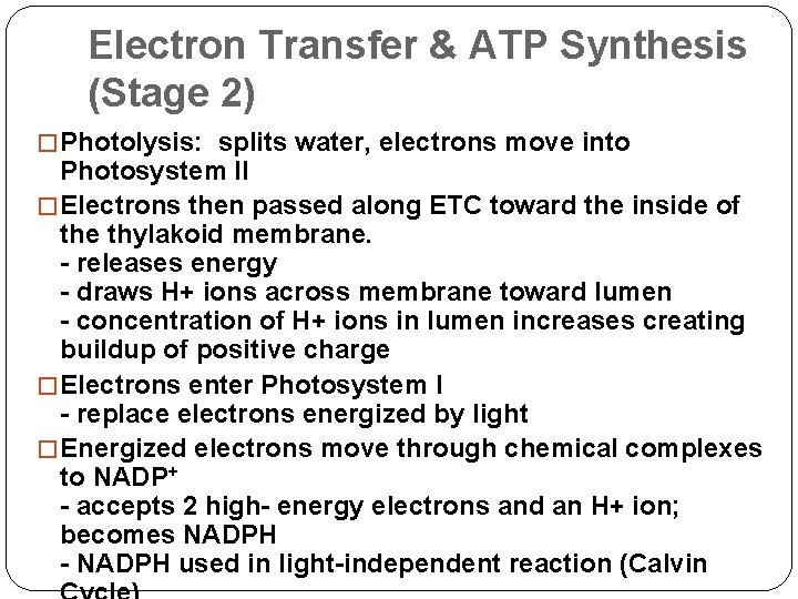 Electron Transfer & ATP Synthesis (Stage 2) � Photolysis: splits water, electrons move into