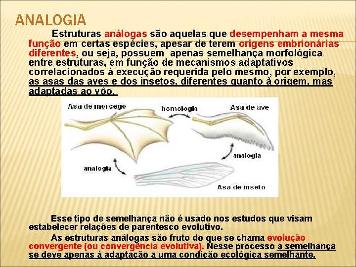 ANALOGIA Estruturas análogas são aquelas que desempenham a mesma função em certas espécies, apesar