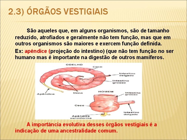 2. 3) ÓRGÃOS VESTIGIAIS São aqueles que, em alguns organismos, são de tamanho reduzido,