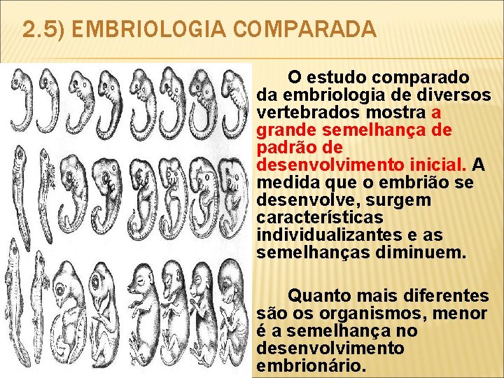 2. 5) EMBRIOLOGIA COMPARADA O estudo comparado da embriologia de diversos vertebrados mostra a