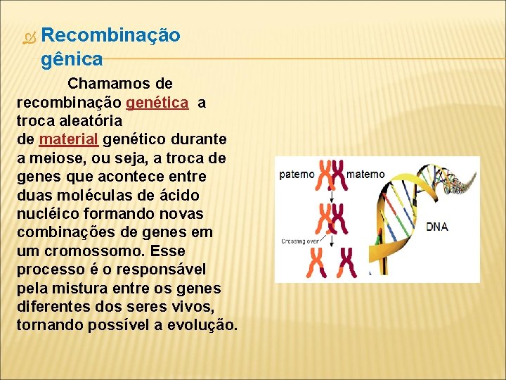  Recombinação gênica Chamamos de recombinação genética a troca aleatória de material genético durante
