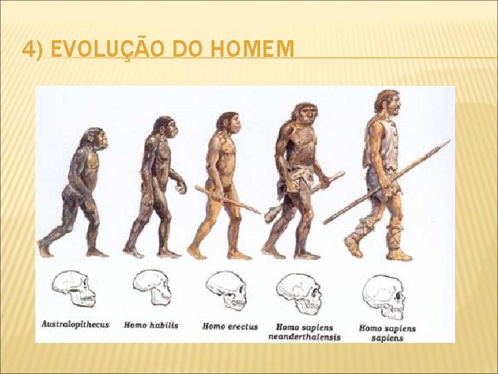 4) EVOLUÇÃO DO HOMEM 