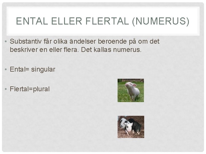 ENTAL ELLER FLERTAL (NUMERUS) • Substantiv får olika ändelser beroende på om det beskriver