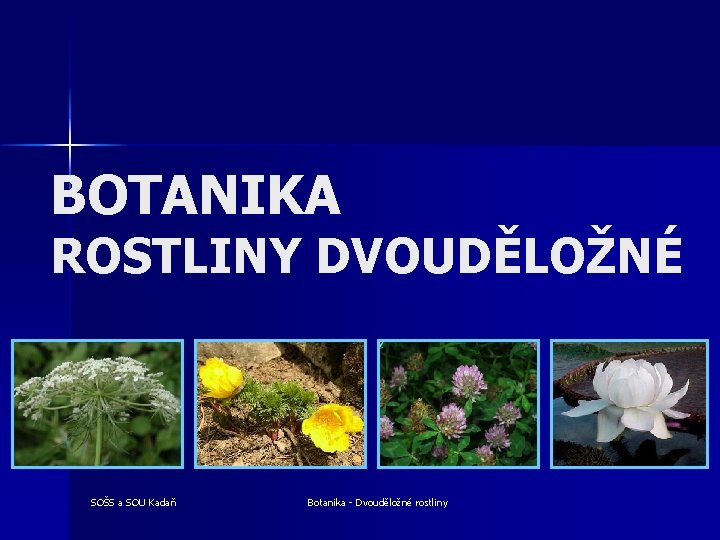 BOTANIKA ROSTLINY DVOUDĚLOŽNÉ SOŠS a SOU Kadaň Botanika - Dvouděložné rostliny 