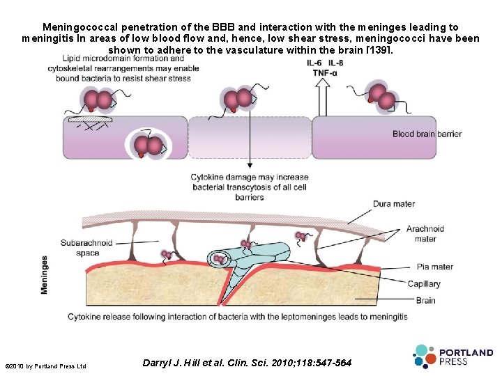 Meningococcal penetration of the BBB and interaction with the meninges leading to meningitis In