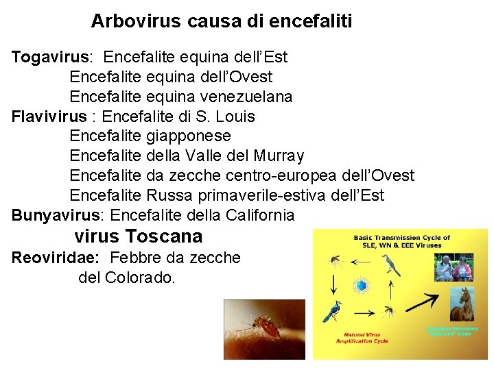 Arbovirus causa di encefaliti Togavirus: Encefalite equina dell’Est Encefalite equina dell’Ovest Encefalite equina venezuelana