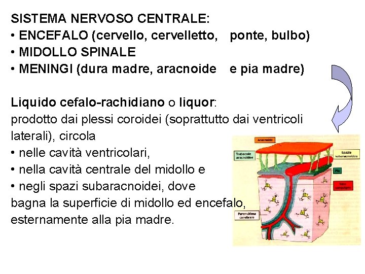 SISTEMA NERVOSO CENTRALE: • ENCEFALO (cervello, cervelletto, ponte, bulbo) • MIDOLLO SPINALE • MENINGI